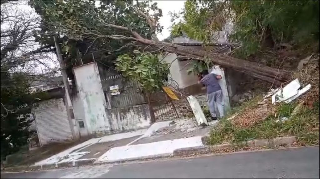 Arvore-Mogi-das-Cruzes-1024x575 Vai Vendo Brasil Portal de Notícias