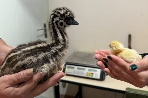Emo-pq-ecologico-300x200 Vai Vendo Brasil Portal de Notícias
